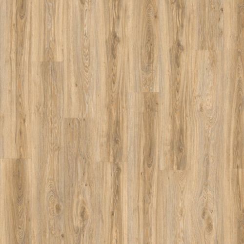 фото Дуб Блэкджек (Blackjack Oak 22220)