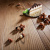 фото паркетной доски Barlinek Grande Ясень Hazelnut